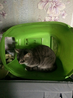 Отдается в дар «Закрытый туалет для кошек/котов»