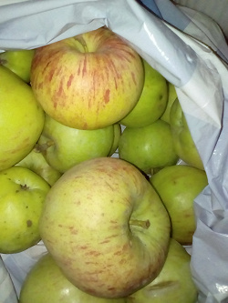 Отдается в дар «Осенние яблоки»