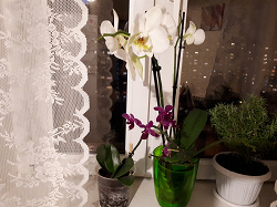 Отдается в дар «орхидеи фаленопсис»