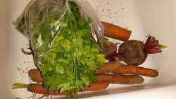 Отдается в дар «Кабачок, морковка, петрушка»
