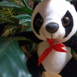 Отдается в дар «Мягкая игрушка Панда»