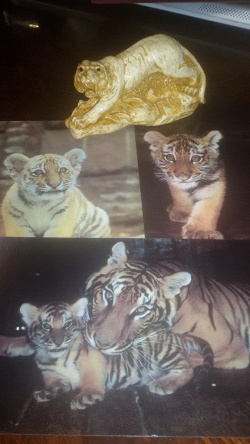 Отдается в дар «Открытки с тиграми»