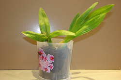 Отдается в дар «Горшок с поддоном для орхидей»