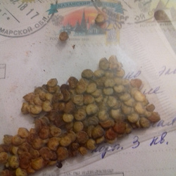 Отдается в дар «семена крупного болгарского перца»