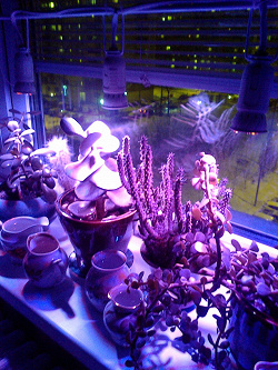 Отдается в дар «Китайские светодиодные фитолампы для растений.»