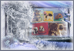 Отдается в дар «Календарики коллекционерам 3 Собаки»