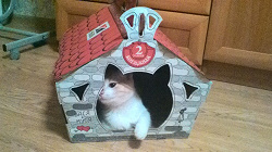 Отдается в дар «Домик для кошки, которая любит коробки»