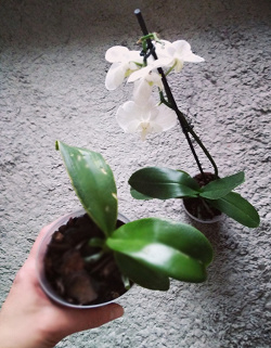 Отдается в дар «Орхидея детки(2шт)»