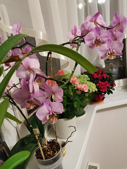 Отдается в дар «Мох сфагнум для орхидей»