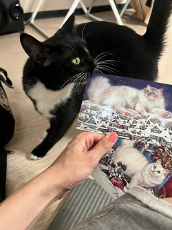 Отдается в дар «Коты на открытках»