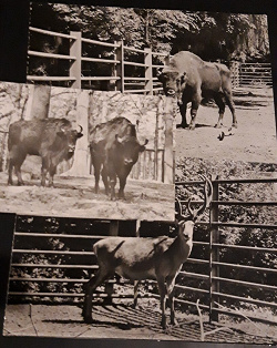 Отдается в дар «Животные на открытках Болгария»