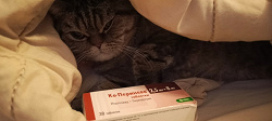Отдается в дар «Ко-перинева»