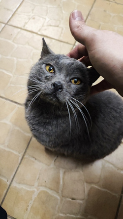 Отдается в дар «Корм для котов — диабетиков»