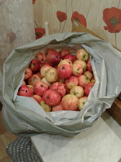 Отдается в дар «Яблоки»