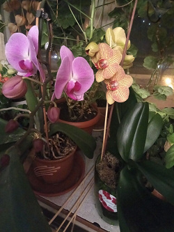 Отдается в дар «Горшки для орхидеи»