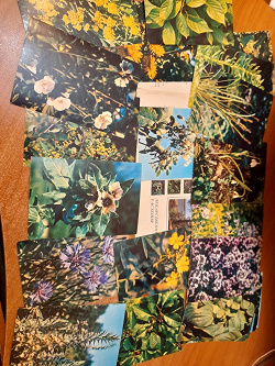 Отдается в дар «набор открыток " лекарственные растения", выпуск №3, 1978г»