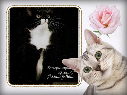 Отдается в дар «карманные календарики.кошка»