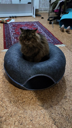 Отдается в дар «Домик для кошек»