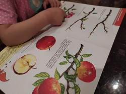 Отдается в дар «Книги Школа семи гномов для детей, 5-7 лет»