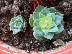 Отдается в дар «Каменная роза / Echeveria (суккулент)»