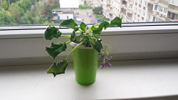 Отдается в дар «Фиалка (сенполия) бело-фиолетовая, взрослое растение.»