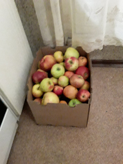 Отдается в дар «Яблоки сладкие 5 кг»