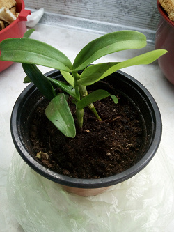 Отдается в дар «Цветок «орхидея дендробиум»»