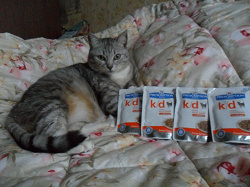 Отдается в дар «Hill's для кошек и котят»