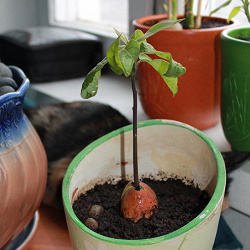 Отдается в дар «росток авокадо»