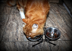 Отдается в дар «Корм для кошек Whiskas без подушечек»