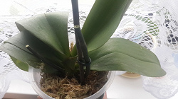 Отдается в дар «Орхидея Фаленопсис без горшка»