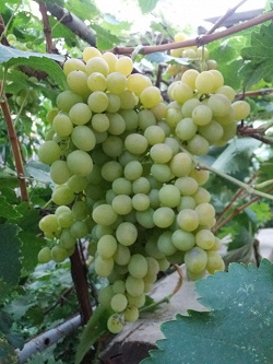 Отдается в дар «Дар — Услуга — помогу в составлении схемы хим. обработок винограда.»