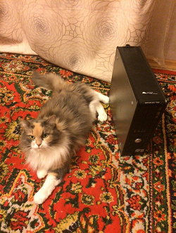 Отдается в дар «мониторы и системные блоки»