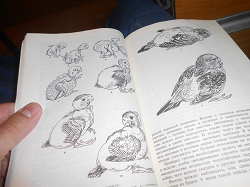 Отдается в дар «Разведение волнистых попугайчиков.книга.»