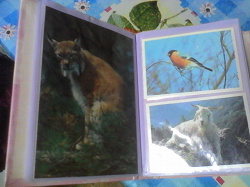 Отдается в дар «Фотоальбом с открытками животных»