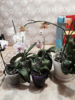 Отдается в дар «Орхидеи — 4 шт.»