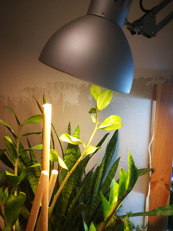 Отдается в дар «Настольная лампа IKEA»