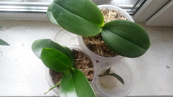 Отдается в дар «Орхидеи фаленопсис»
