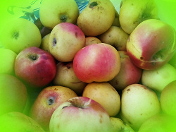 Отдается в дар «яблоки»