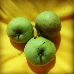 Отдается в дар «Яблоки падалица, для животных»