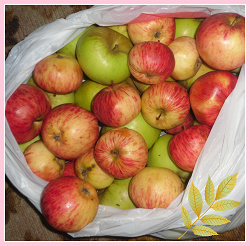 Отдается в дар «Яблочки с дачи»