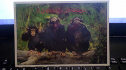 Отдается в дар «Открытки с обезьянами»