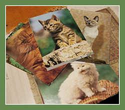 Отдается в дар «открытки с котиками иностранные «Котовасия»»