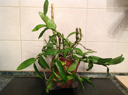 Отдается в дар «дендробиум орхидея»
