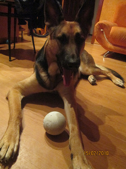 Отдается в дар «мячик для собаки»