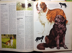 Отдается в дар «Энциклопедия Ваша собака большая»