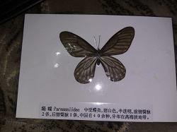 Отдается в дар «Бабочка в коллекцию»