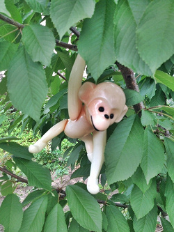 Отдается в дар «кукла обезьянка»