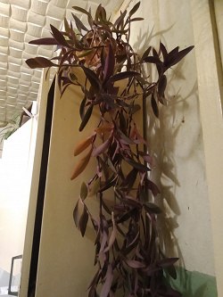 Отдается в дар «Сеткреазия большая — комнатное растение»