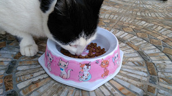 Отдается в дар «Итальянский кошачий корм Schesir»